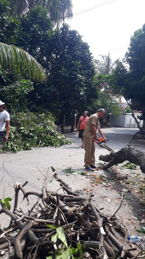 Evakuasi Pohon Tumbang Kelurahan Poris Plawad Utara